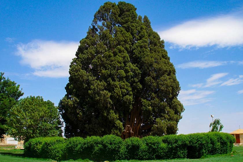 Iranian Cypress xarv cypress